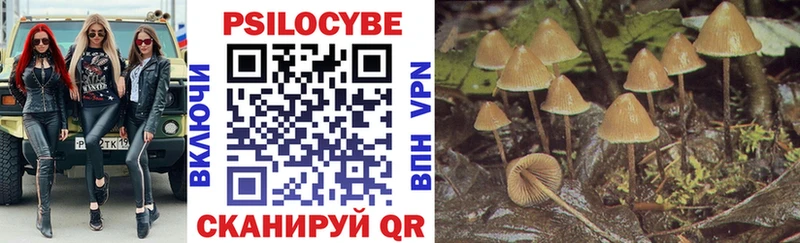 Галлюциногенные грибы Psilocybine cubensis  Владивосток 